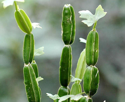 CISSUS QUADANGULARIS